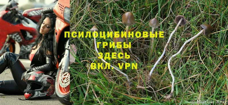 Псилоцибиновые грибы Psilocybe  Чистополь 